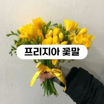 프리지아 수선화 꽃말 꽃다발 선물 의미_16