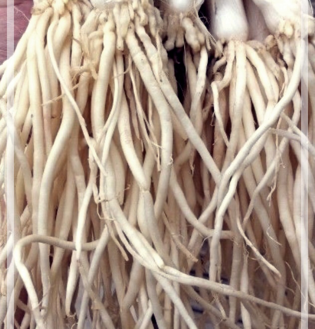 삼채의 효능, 재배법, 그리고 삼채환