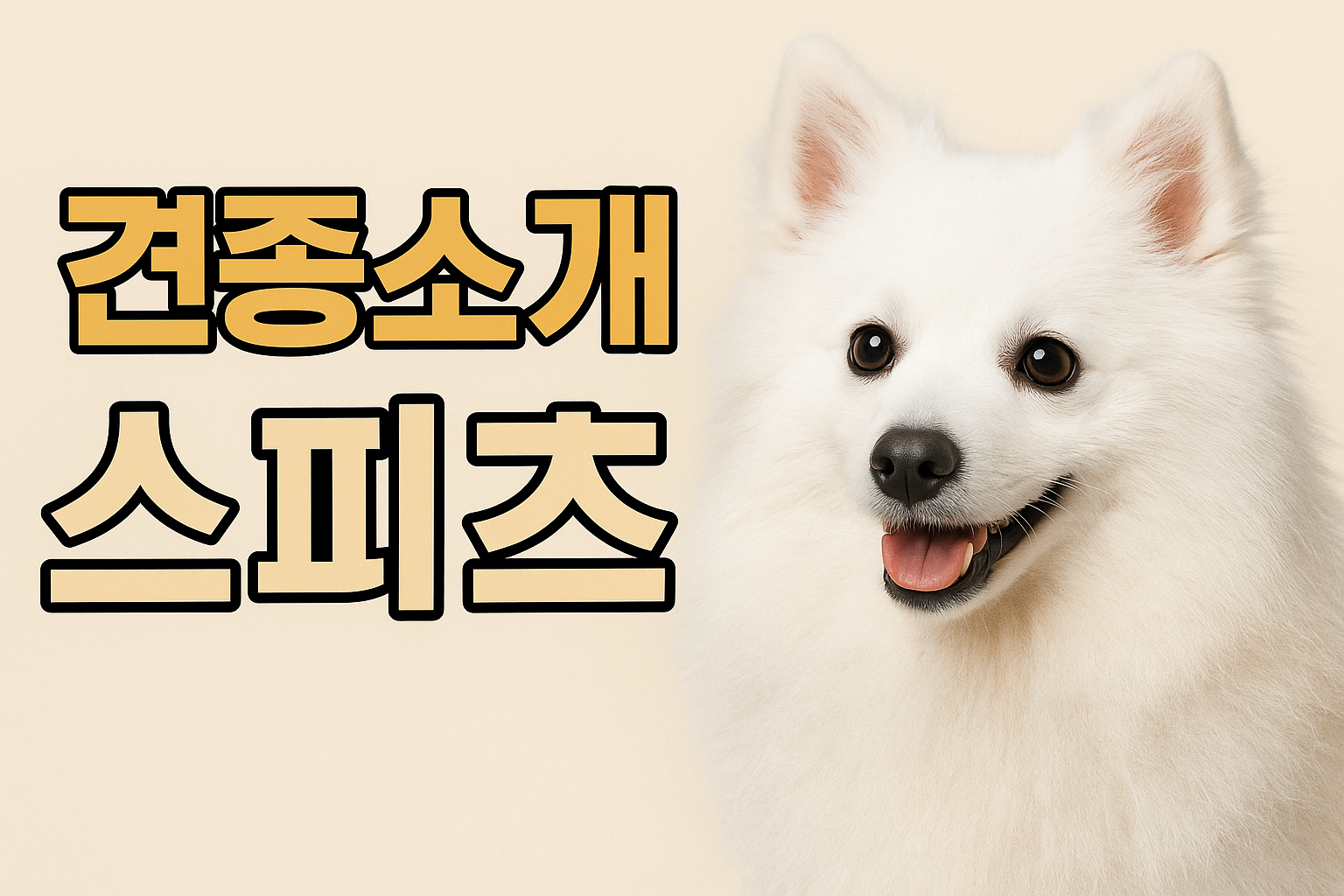 견종소개 스피츠 이미지
