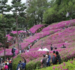 2024 군포철쭉축제 사진