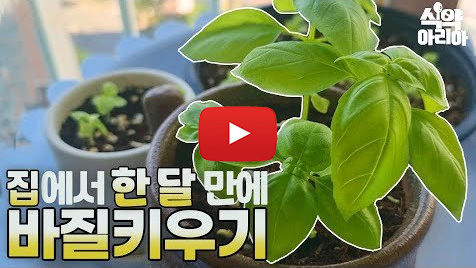 바질-키우기