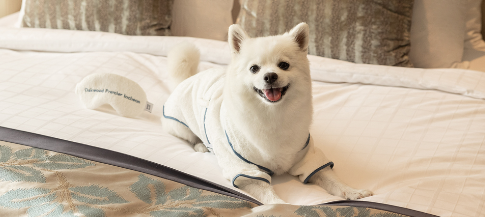 펫캉스 가능한 호텔 BEST 5