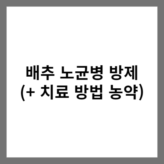 배추 노균병 방제 (+ 치료 방법 농약)