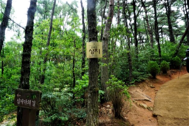 소나무에 붙은 성지 안내문, 완쪽에 십자가의 길,