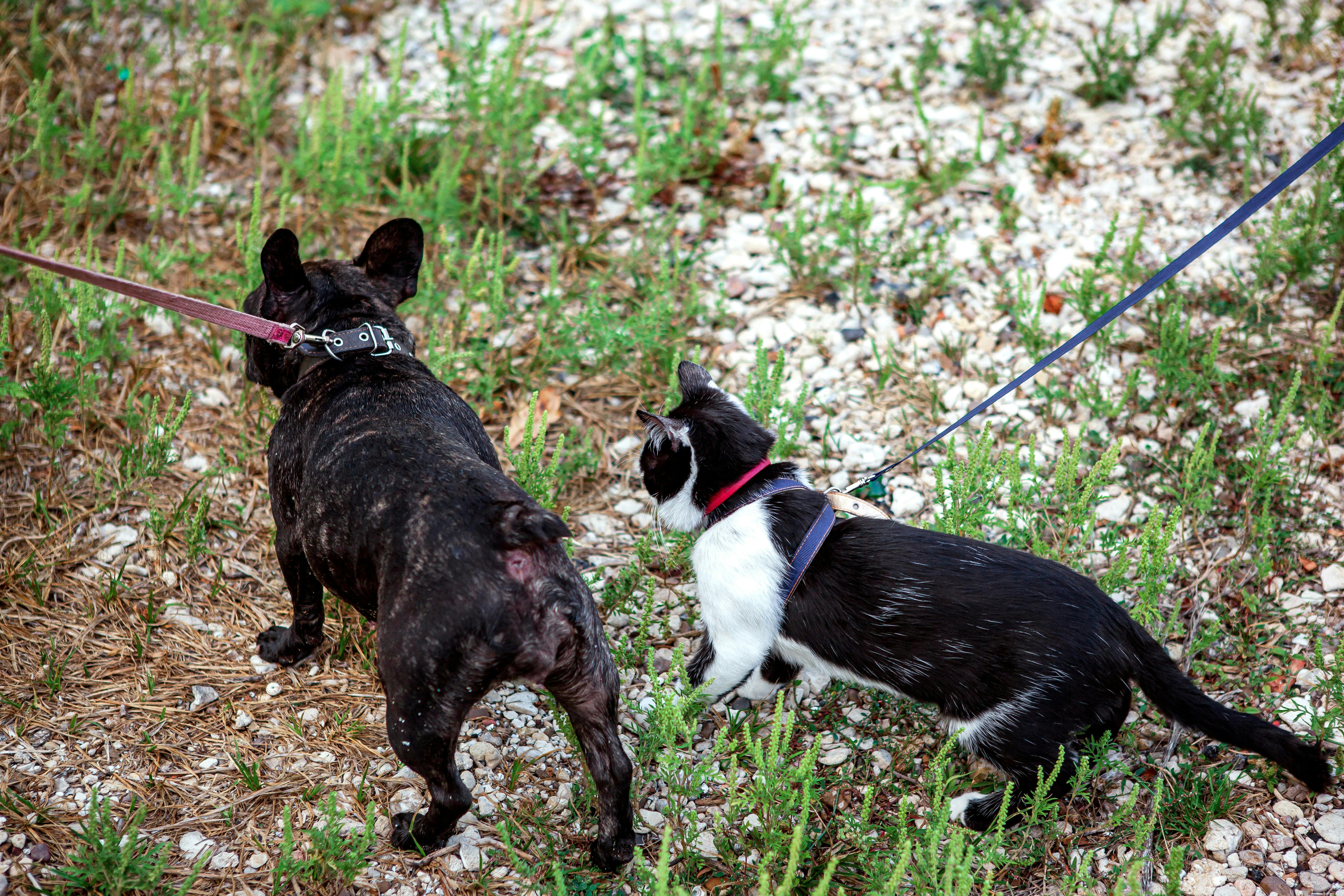 반려 동물 장례식의 모든 것(허가,비용,절차,주의사항)