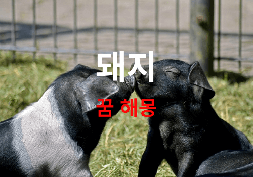 돼지 꿈 해몽 풀이 썸네일