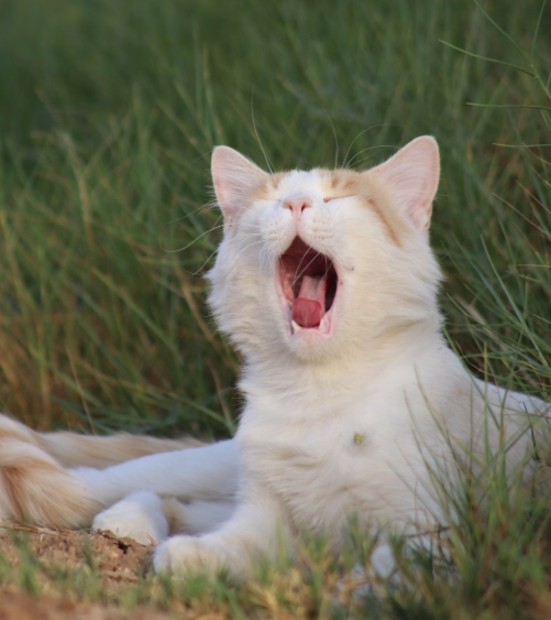 여름철 반려동물 더위 예방법과 건강 관리 팁