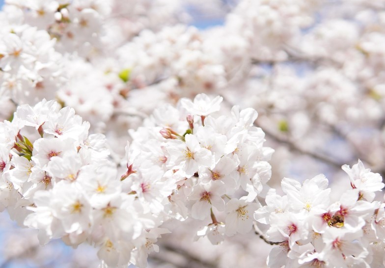 2025 인천 벚꽃 축제 | 자유공원 & 월미공원 개화 시기부터 프로그램까지!
