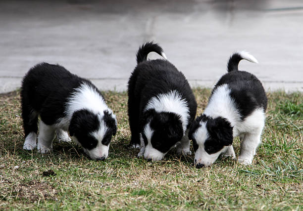 사회화 교육 후 유지하는 방법