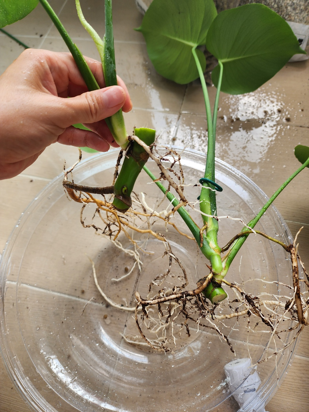 마디별로 잘라낸 몬스테라