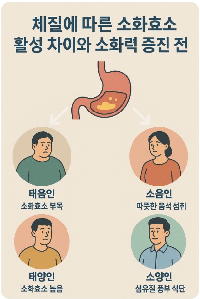 체질에 따른 소화효소 활성 차이와 소화력 증진