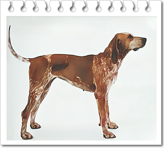 후각하운드. 아메리칸 잉글리시 쿤하운드(American English Coonhound)