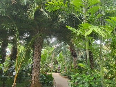 부천 수피아 식물원 숲