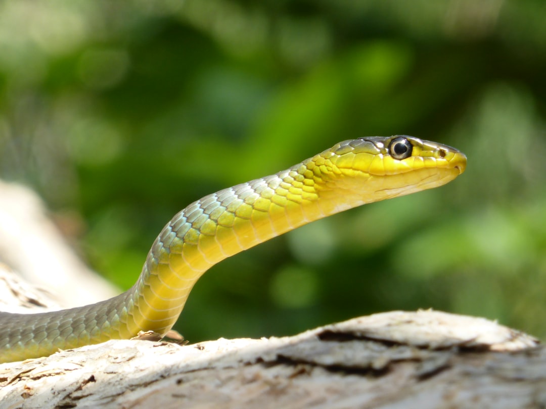Snake