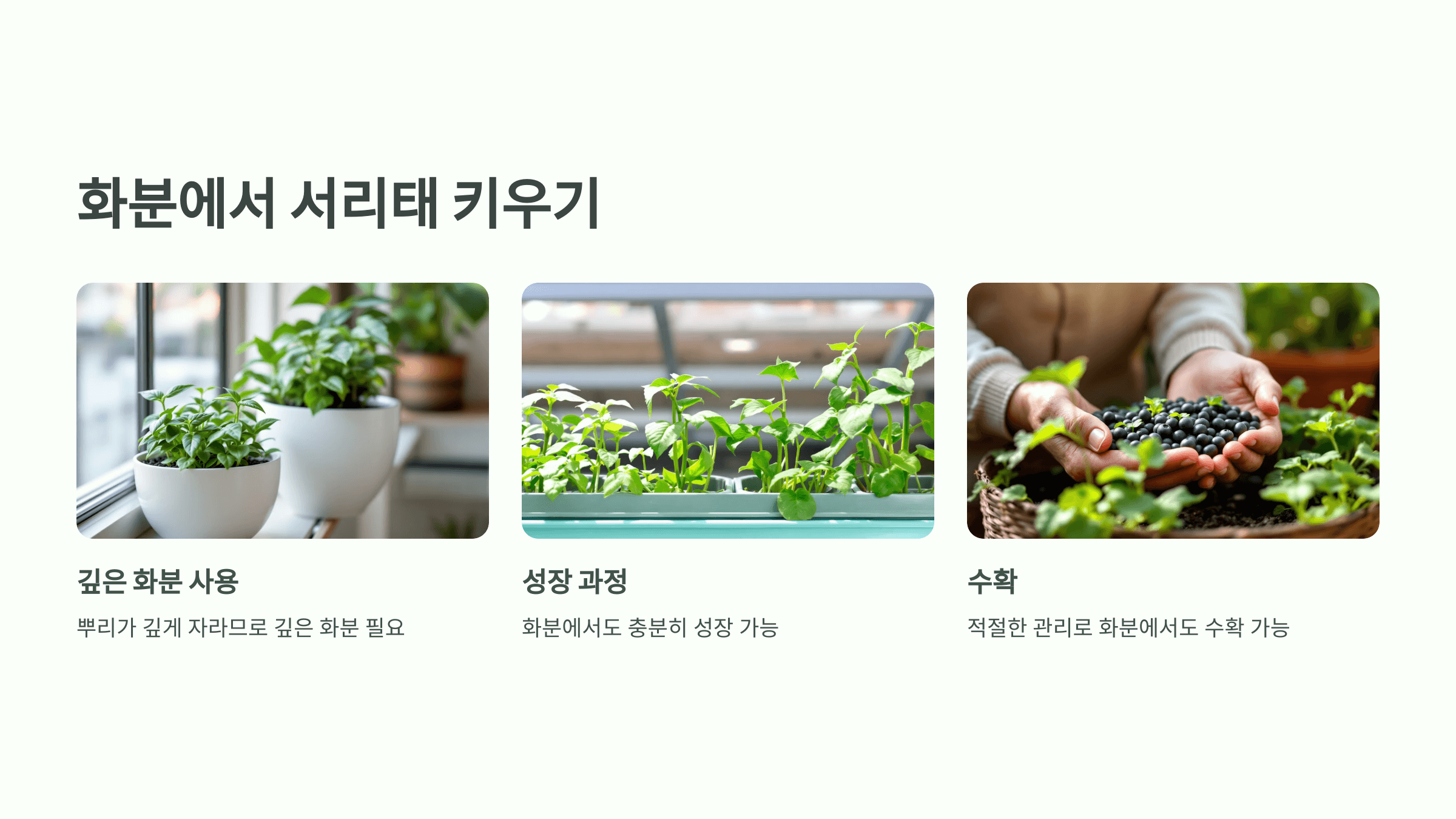 서리태 사진입니다.