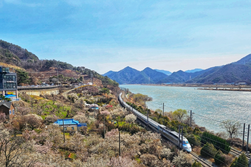 2025 원동매화축제1