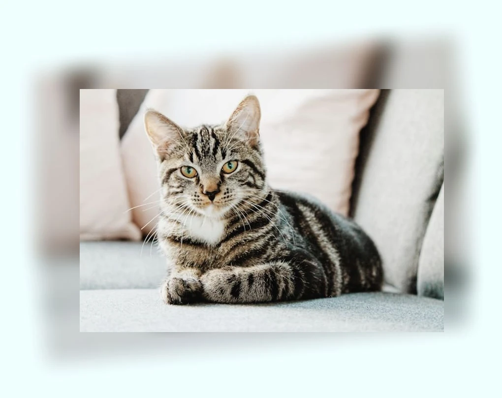 고양이 면역력 강화_3_subsection