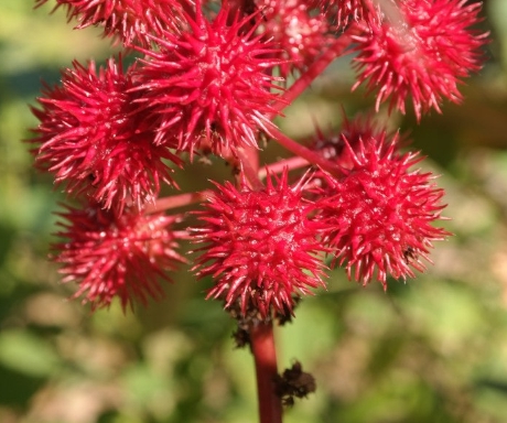 가을에 피는 꽃 아주까리