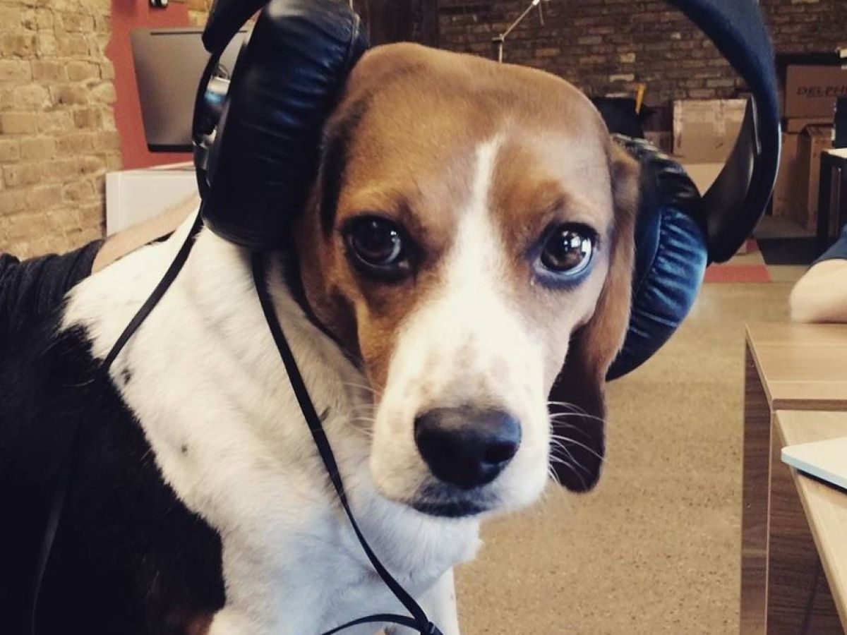 헤드폰을 쓰고 있는 비글 강아지, 개의 민감한 청각을 상징적으로 보여주는 장면