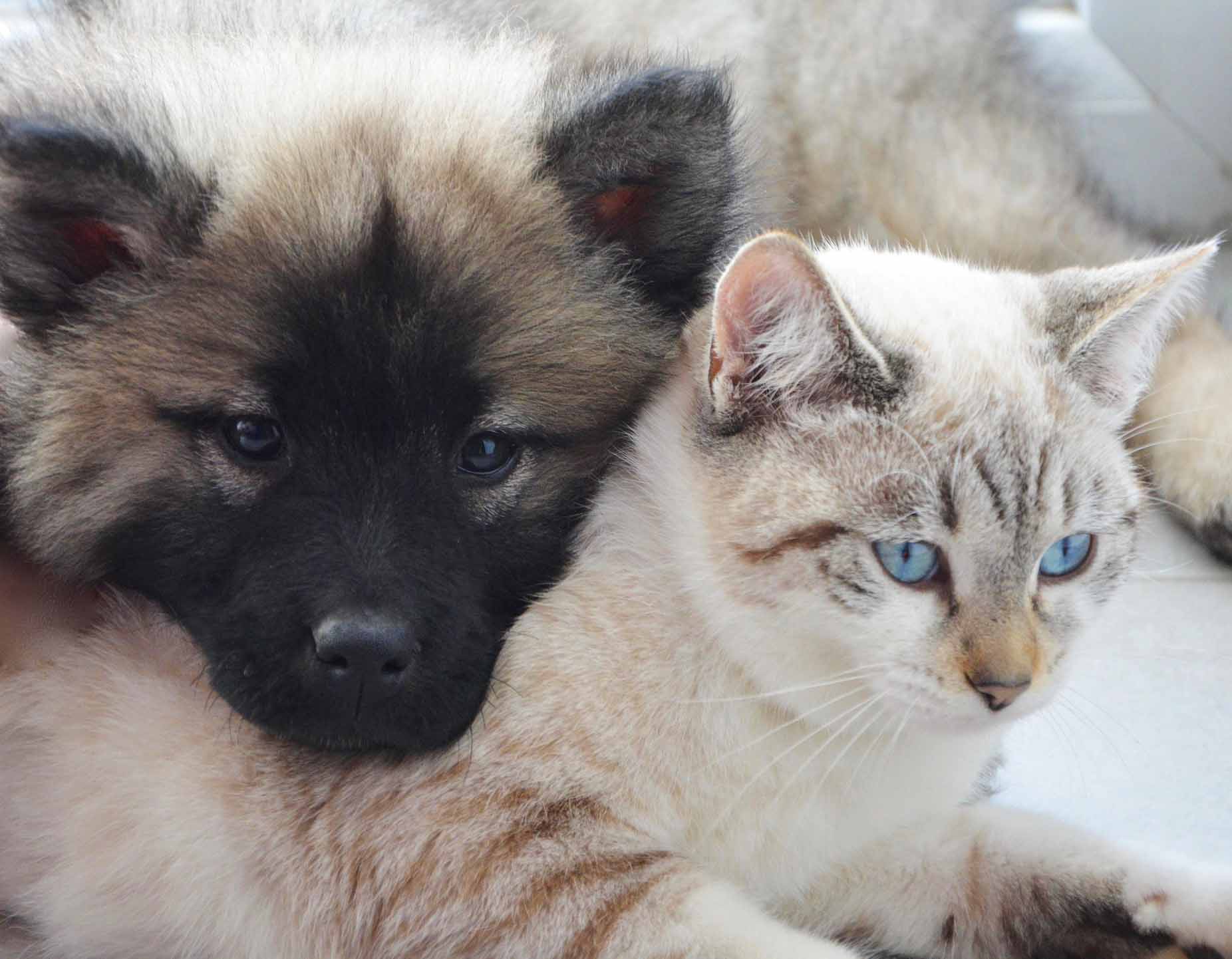 강아지와 고양이 다정한 모습 사진