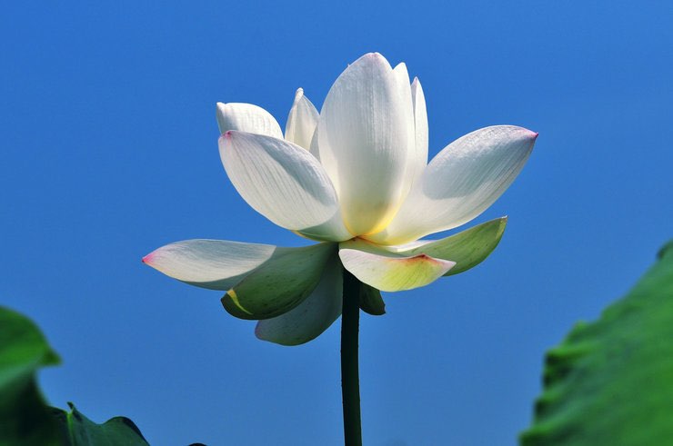 무안 연꽃축제