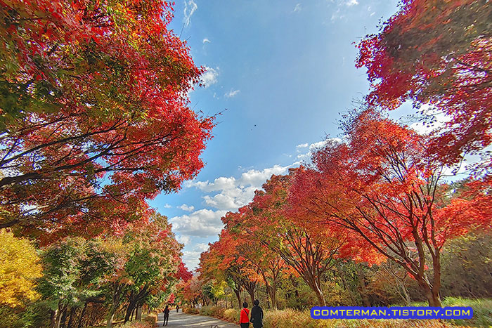 천안 독립기념관 단풍나무 숲길