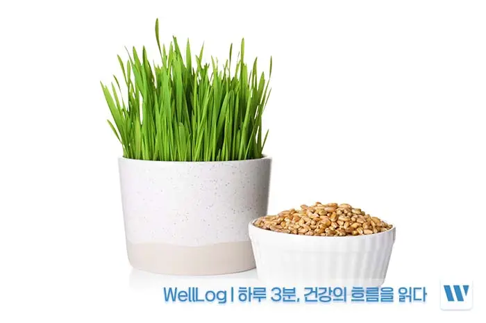 파로 효소 효능&amp;#44; 먹는 법