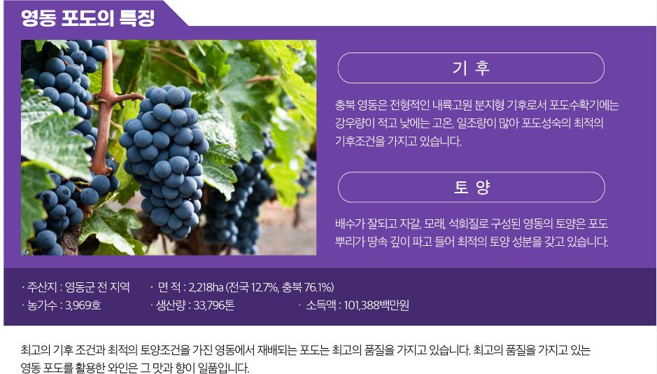 영동포도의 특징