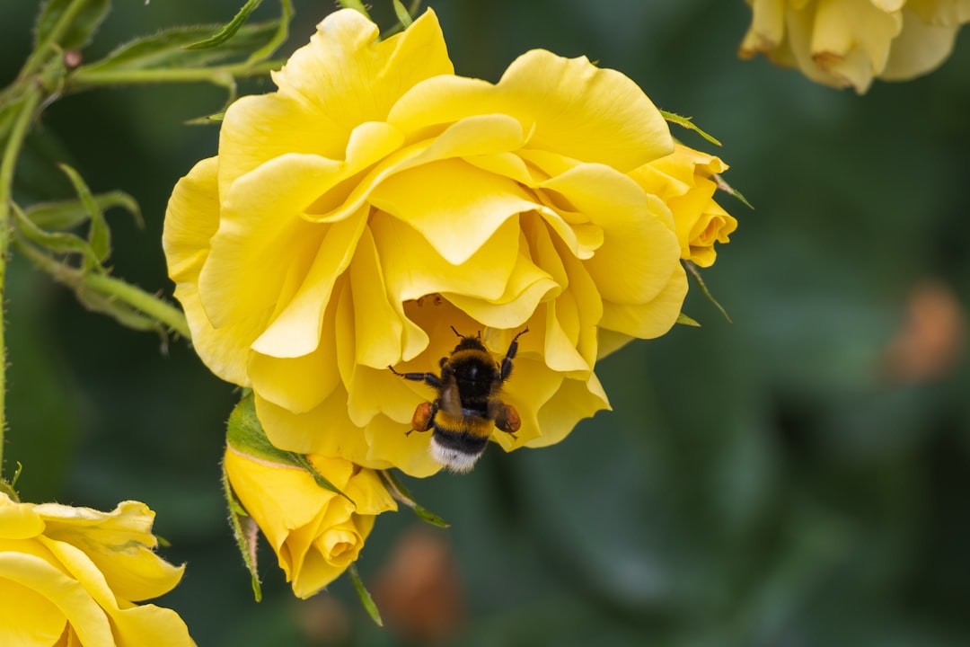 Pollination