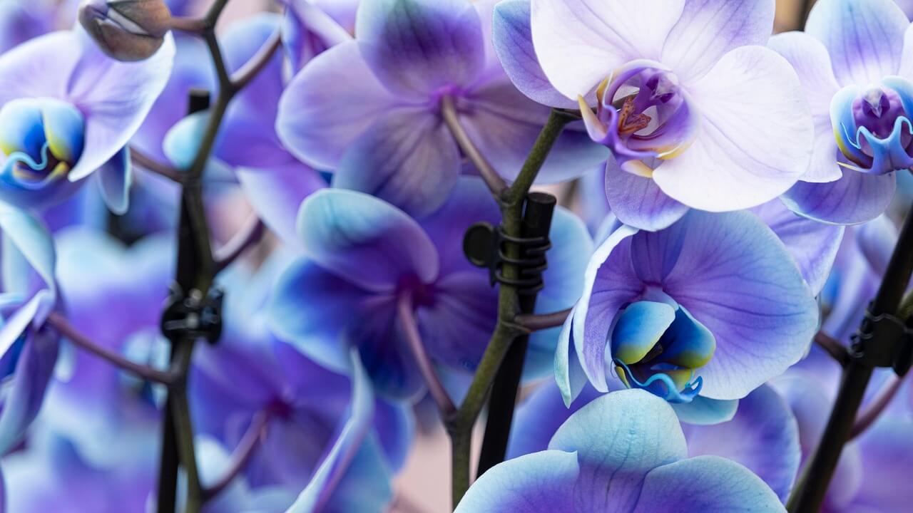 미세먼지 제거에 좋은 식물 추천 – 실내 공기를 정화하는 초록의 힘