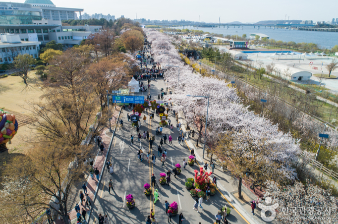 2025 벚꽃 개화시기