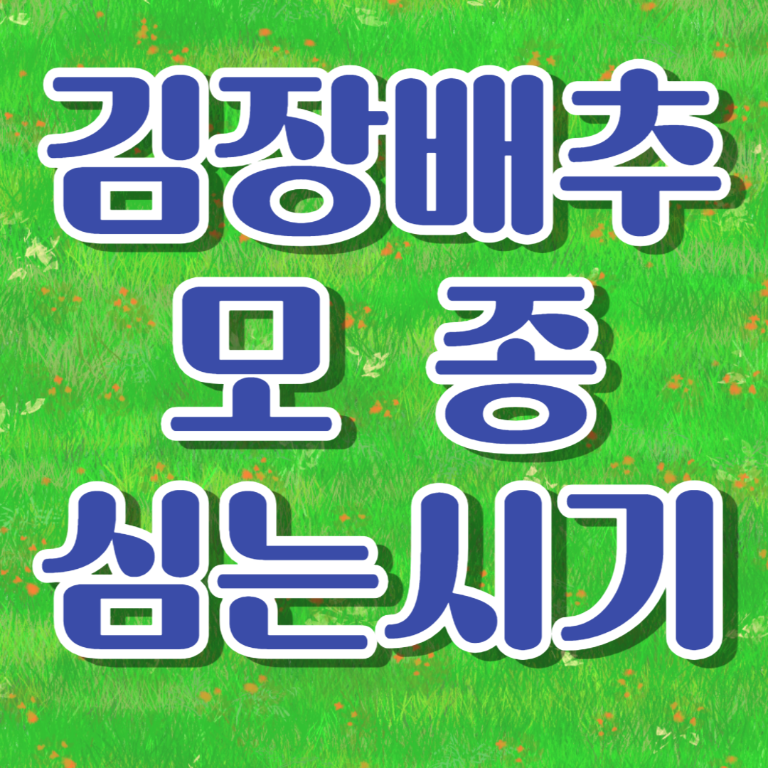 김장 배추 모종 심는 시기