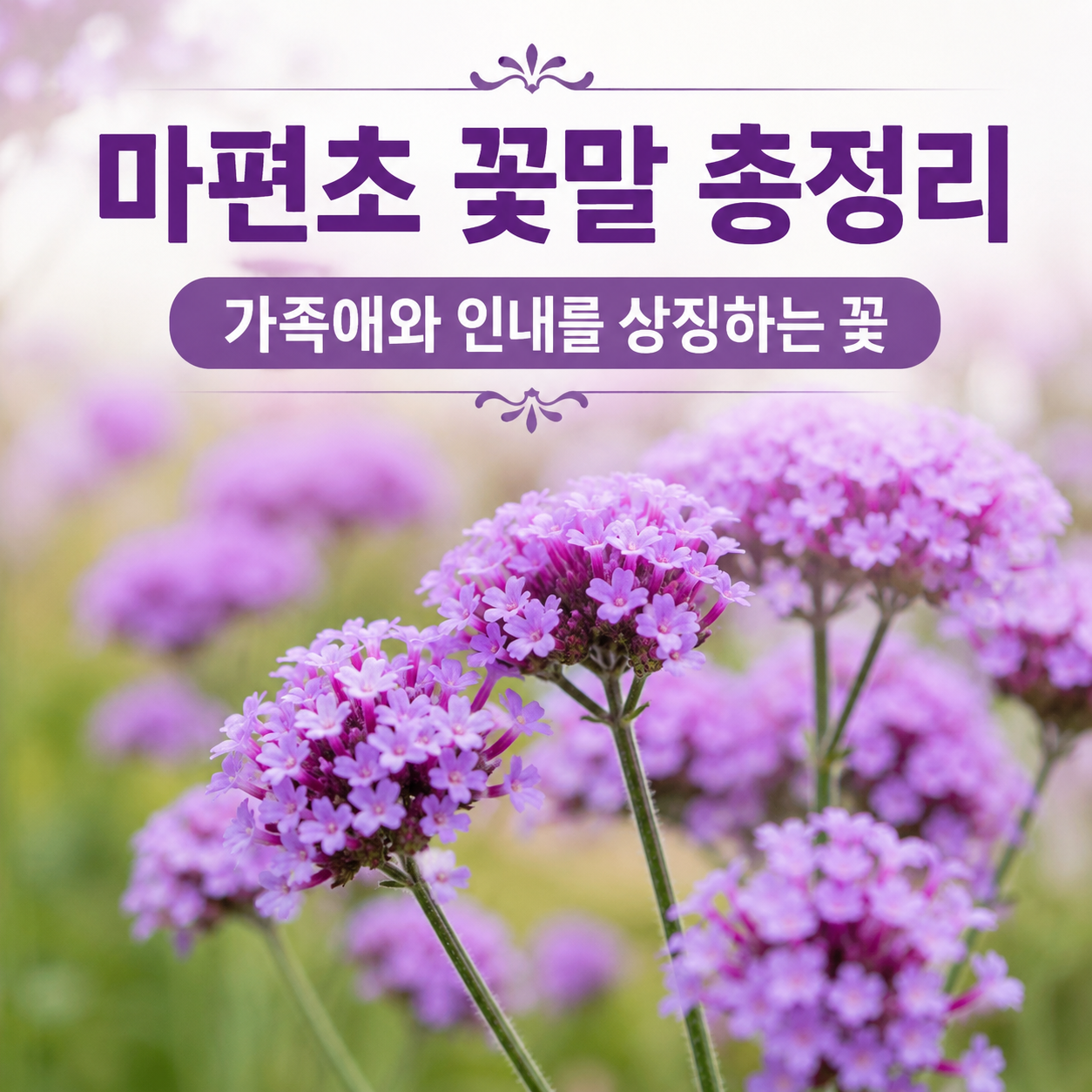 마편초 꽃말