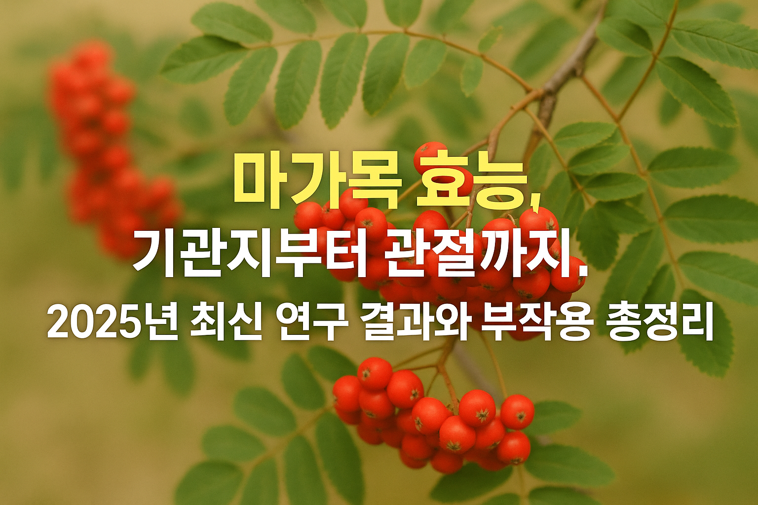 마가목 효능, 기관지부터 관절까지! 2025년 최신 연구 결과와 부작용 총정리