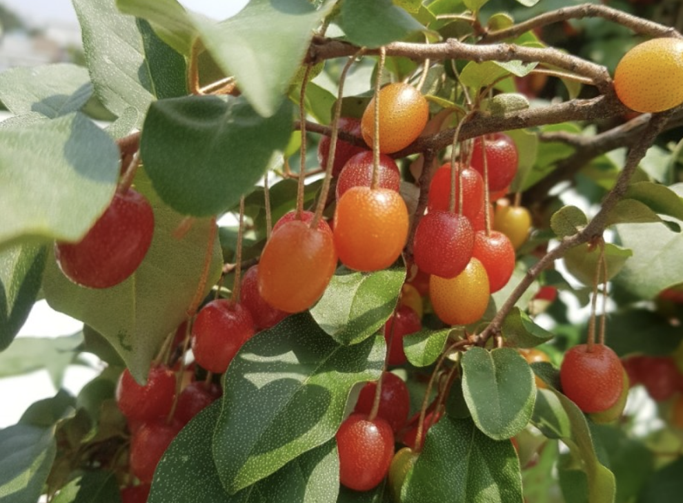 보리수열매 사진