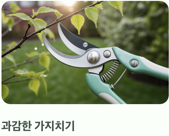 왜 '나무수국'은 꼭 잘라줘야 할까?