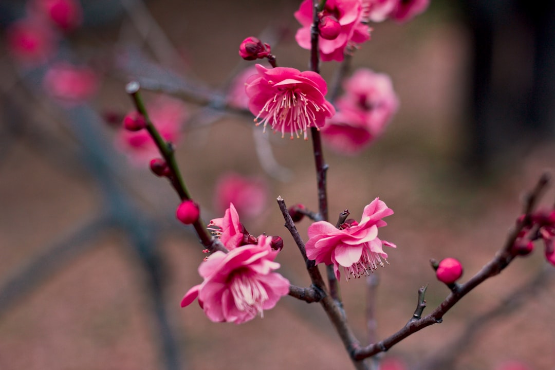 Plum blossom.
