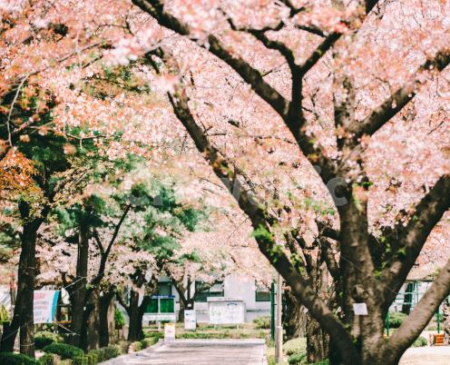 종로구 벚꽃