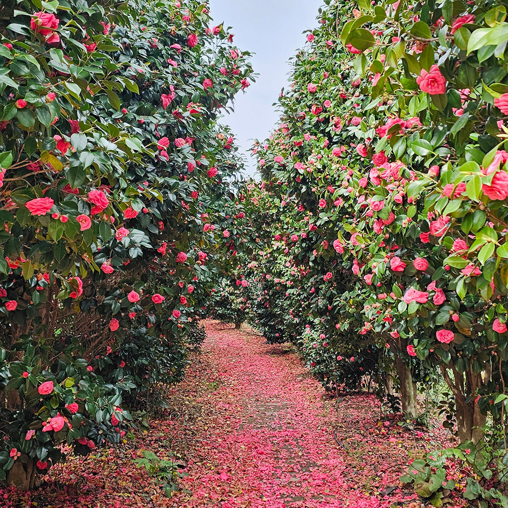 물빛소리정원 겨울