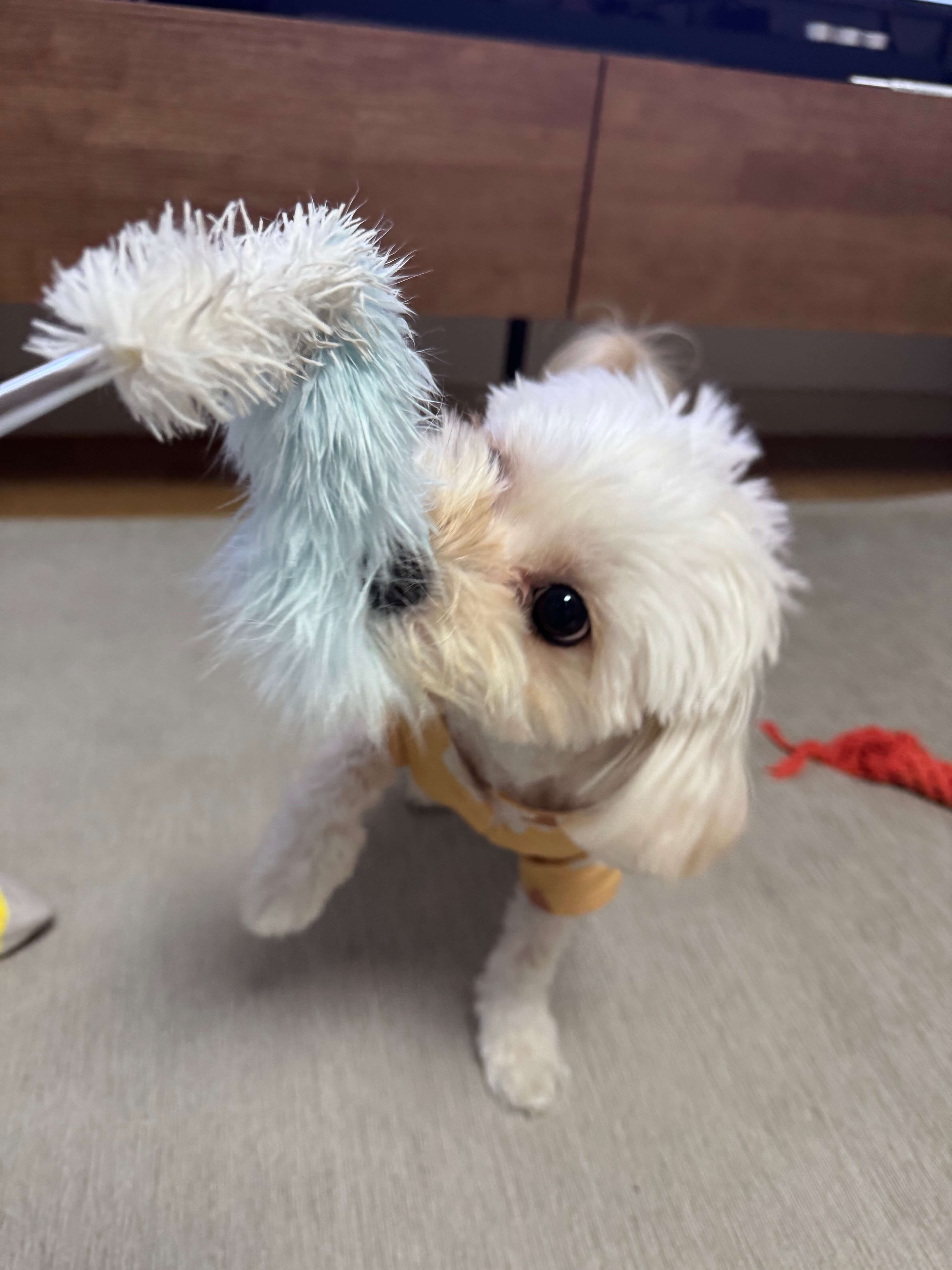 반려견 에너지 소모하는 사진