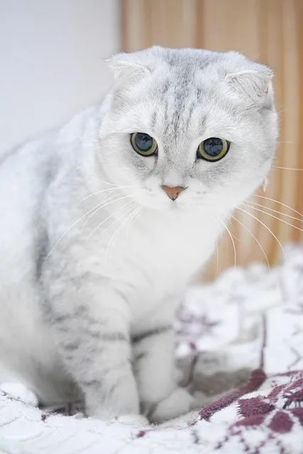 스코티시폴드 고양이 유전병_1