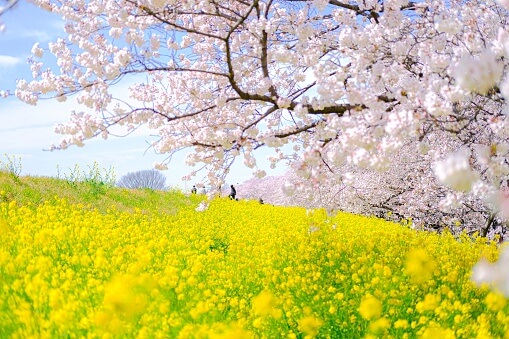 부산 벚꽃 명소 best5