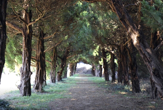 천개의향나무숲-구례-가볼만한곳-추천