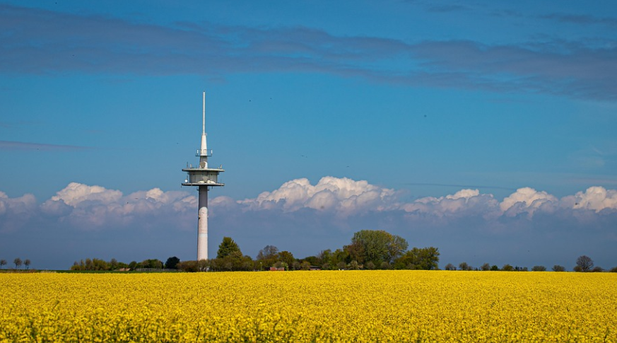 부산 대저생태공원 유채꽃밭