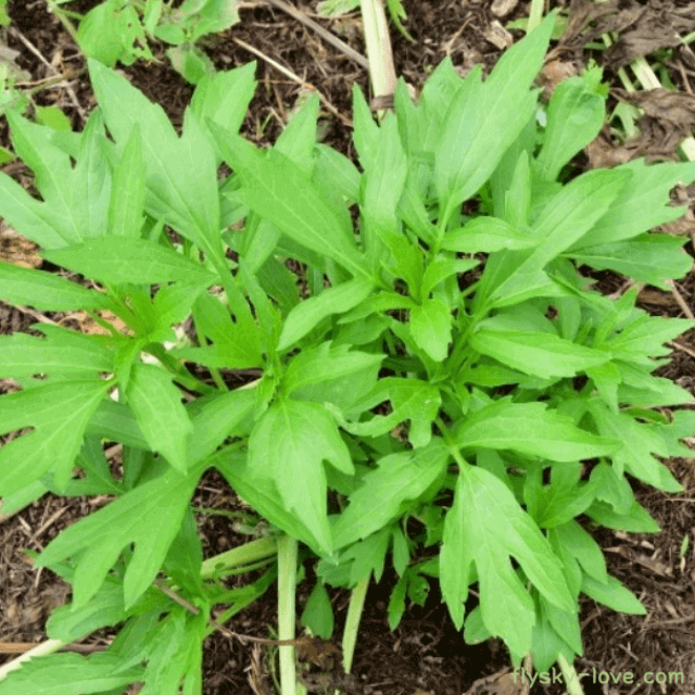 골다공증에 효과적인 키다리나물