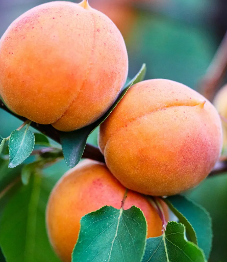 살구청 보관 방법2