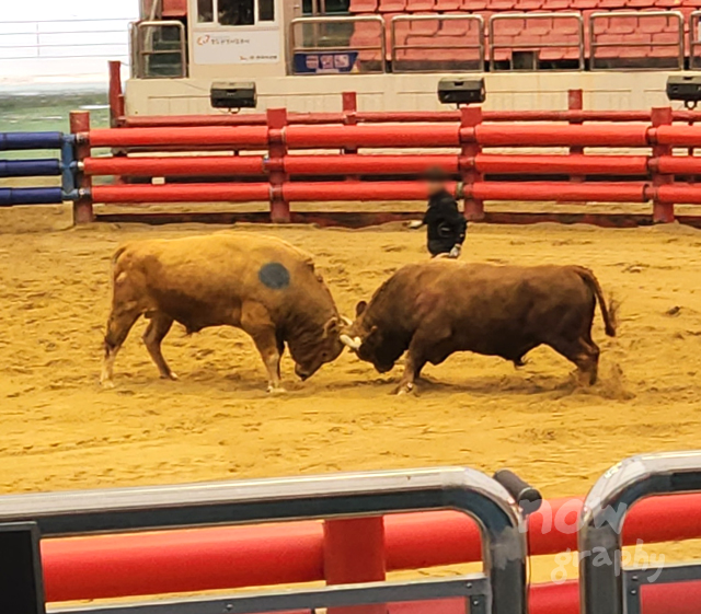 청도-소싸움경기장