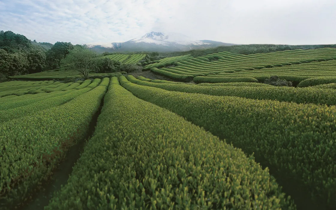 제주 오설록 티뮤지엄 관람 팁과 근처 카페 안내_7