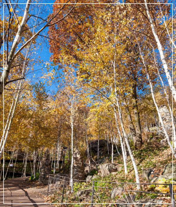 화담숲 자작나무 이미지 /출처: 화담숲 홈페이지 