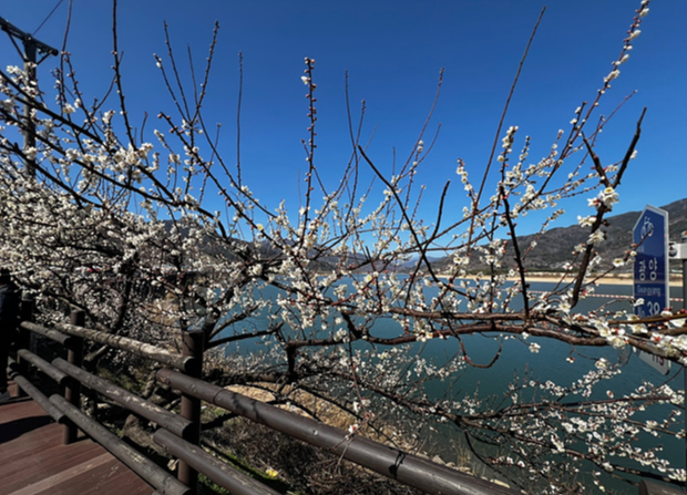광양매화축제 매화랑2박3일 신청하기 기간 참가자